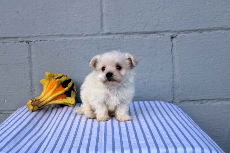 puppy, for, sale, Maltese, Matthew B. Stoltzfus, dog, breeder, Gap, PA, dog-breeder, puppy-for-sale, forsale, nearby, find, puppyfind, locator, puppylocator, aca